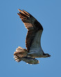 Osprey in Flight With Catch XXIV