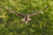 Osprey Catch IX