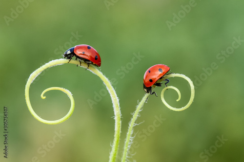 ladybug on green grass Poster Mural XXL