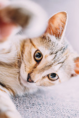 Wall Mural - Portrait of playful kitten staring at camera.