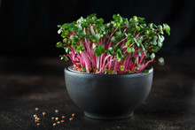 Close-up Of Radish Microgreens - Green Leaves And Purple Stems. Sprouting Microgreens. Seed Germination At Home. Vegan And Healthy Eating Concept. Sprouted Radish Seeds, Micro Greens. Sprouts.