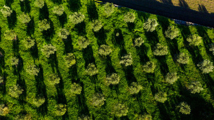 Poster - garden with orange trees in Arta, Mallorca Spain