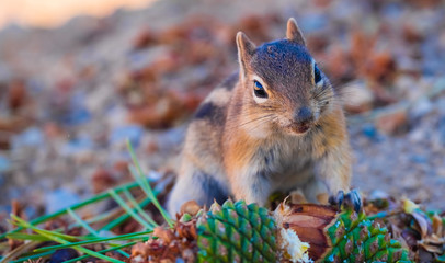 uinta chipmunk eating the seeds of coniferous trees along the rim of the bryce canyon national park,