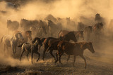 Fototapeta Sawanna - Horses