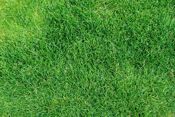 top view green grass texture