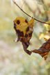 sluggish rusty yellow leaf in autumn withering weather