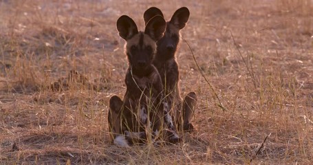 close-up front view of two african wild dog pups sitting on the ground and looking around in the oka