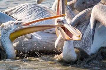 two pelicans fighting for fish thrown by the fishermen at manyas lake, bandirma, balikesir / Turkey