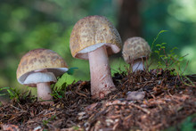 Three Young Mushrooms Grow In The Woods. Edible Blusher Fungi Amanita Rubescens