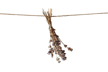 dry lavender on a small clothespin. isolated