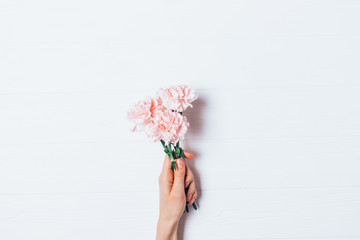 Female hand holding small pink flowers on white background