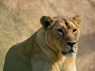 Femail lion resting at zoo