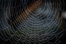 Closeup Of A Spider Web With Water Droplets Early In The Morning On A Dark Background