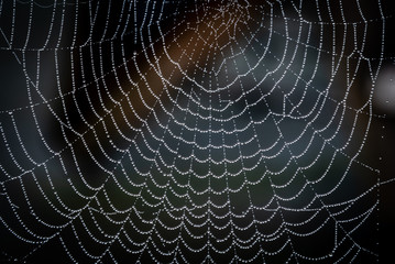 closeup of a spider web with water droplets early in the morning on a dark background