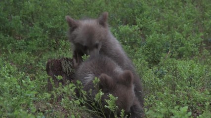 Wall Mural - Cubs of Brown Bear in the  summer forest.  Scientific name: Ursus Arctos Arctos. Summer green forest background. Natural habitat.