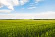© nskyr2 - Green rye fields at a bright sunny summer day. Plain under a cloudy sky. Typical agricultural landscape of Belgorod reggion, Russia.