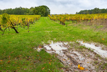 Agricultural Fields With Grapes After Harvest. France