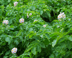 Sticker - Flowered potato in summer. Potatoes plants with flowers growing on farmers fiels.