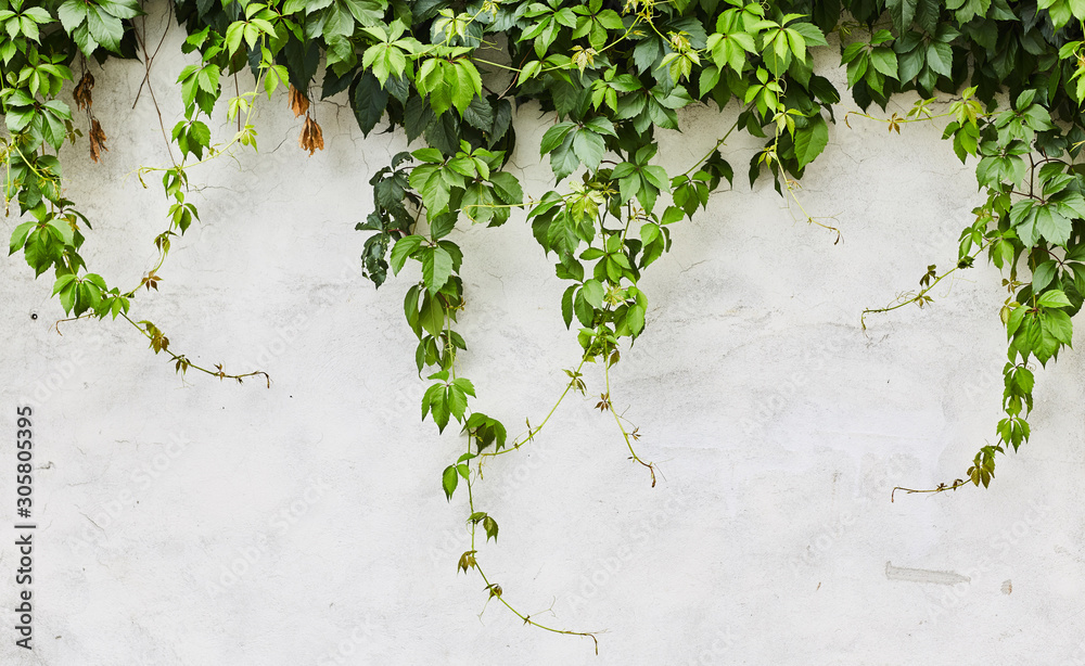 The Green Creeper Plant on a wall. Background - obrazy, fototapety, plakaty 