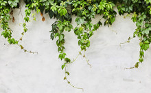 The Green Creeper Plant On A Wall. Background