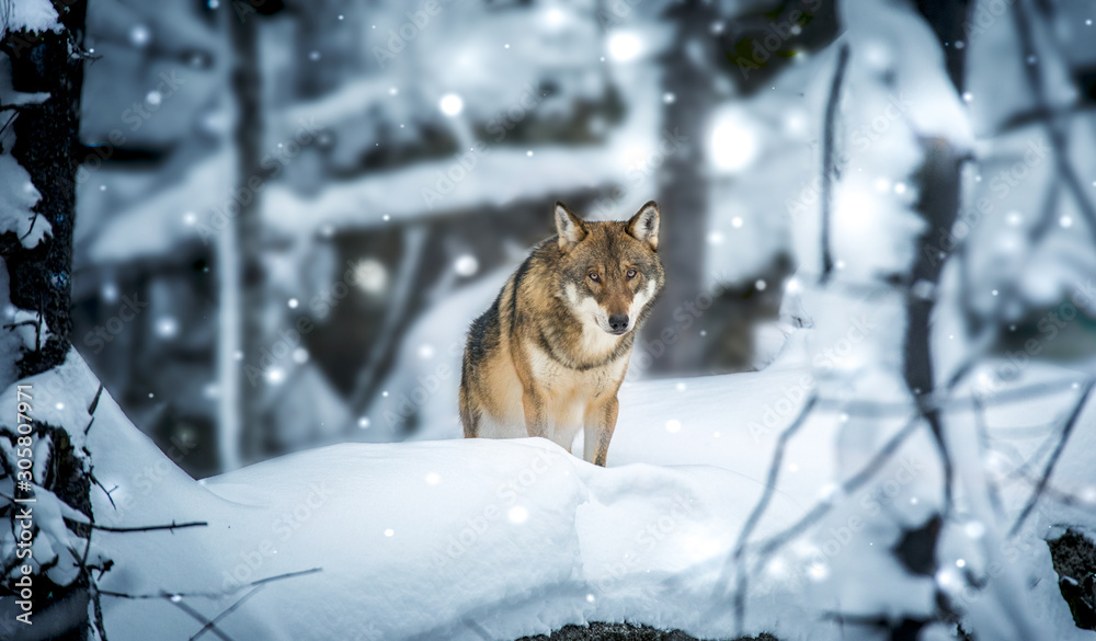 Obraz na płótnie A lone Timber wolf or Grey Wolf Canis lupus walking in the falling winter snow w salonie
