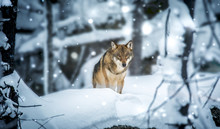 A Lone Timber Wolf Or Grey Wolf Canis Lupus Walking In The Falling Winter Snow