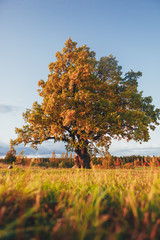 Wall Mural - oak tree with yellow foliage at sunny autumn day