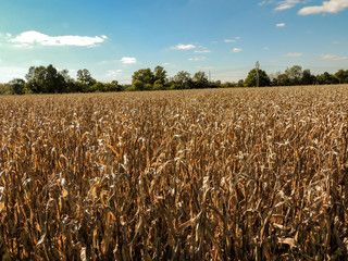 field of corn