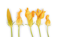 Zucchini Flowers On A White Background