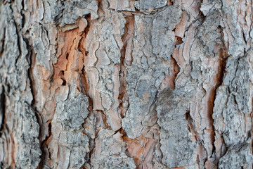 Tree in the background, Tree pattern, Closeup view of a wood pattern on the tree.