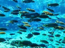 Under The Sea With Lots Of Fishes Swimming. Different Species Of Tropical Fish And Coral Under Clear Water