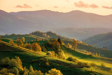 mountainous countryside at sunset. landscape with grassy rural fields and trees on hills rolling in 