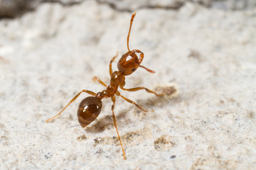 Red Imported Fire Ant, Solenopsis invicta