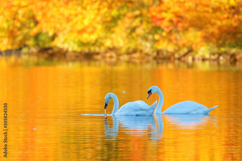 Two white swan swimming in a beautiful pond with golden fall foliage ...