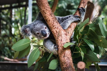 Wall Mural - Close up of cute fluffy koala bear hanging on the tree close to the camera