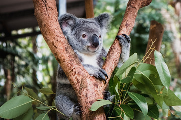 Close up of cute fluffy koala bear hanging on the tree close to the camera