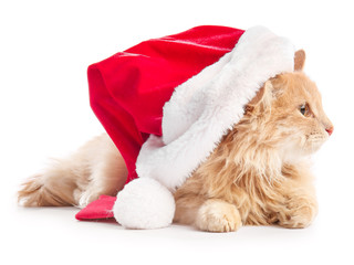 Cute funny cat in Santa hat on white background