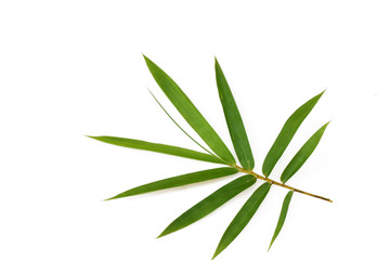 Wall Mural - Bamboo leaves isolated on white background