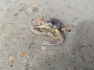 Wall Mural - a crab on the beach