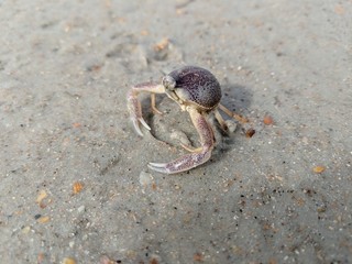 Wall Mural - a crab on the beach