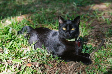 Black cat with green collar and tag laying in grass and sunlight