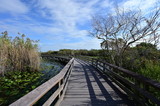 Fototapeta Natura - Anhinga Trail Boardwalk over ponds covered in lily pads in Everglades National Park, Florida on a sunny winter morning.