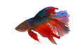 The Photo of Beautiful moving moment  of siam Red Blue Orange Half Moon  Betta fish in Thailand on White Background.