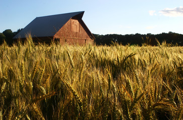 old red barn in wheat field