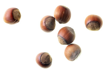 Hazelnuts nuts isolated on a white background