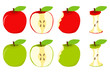 An apple, half an apple, a slice from an apple. Vector illustration, vector.