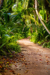 Wall Mural - Empty Ground rural road in the middle of tropical jungle.