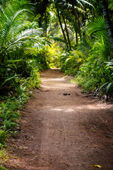 Wall Mural - Ground rural road in the middle of tropical jungle, vertical composition