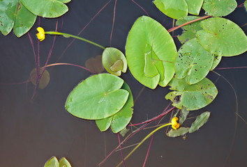 A group of water lily leaves and two yellow flowers floating in a river. Photo taken from above