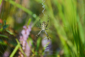 spider on a web